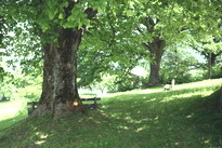 Alte Eichen bei Bad Wiessee